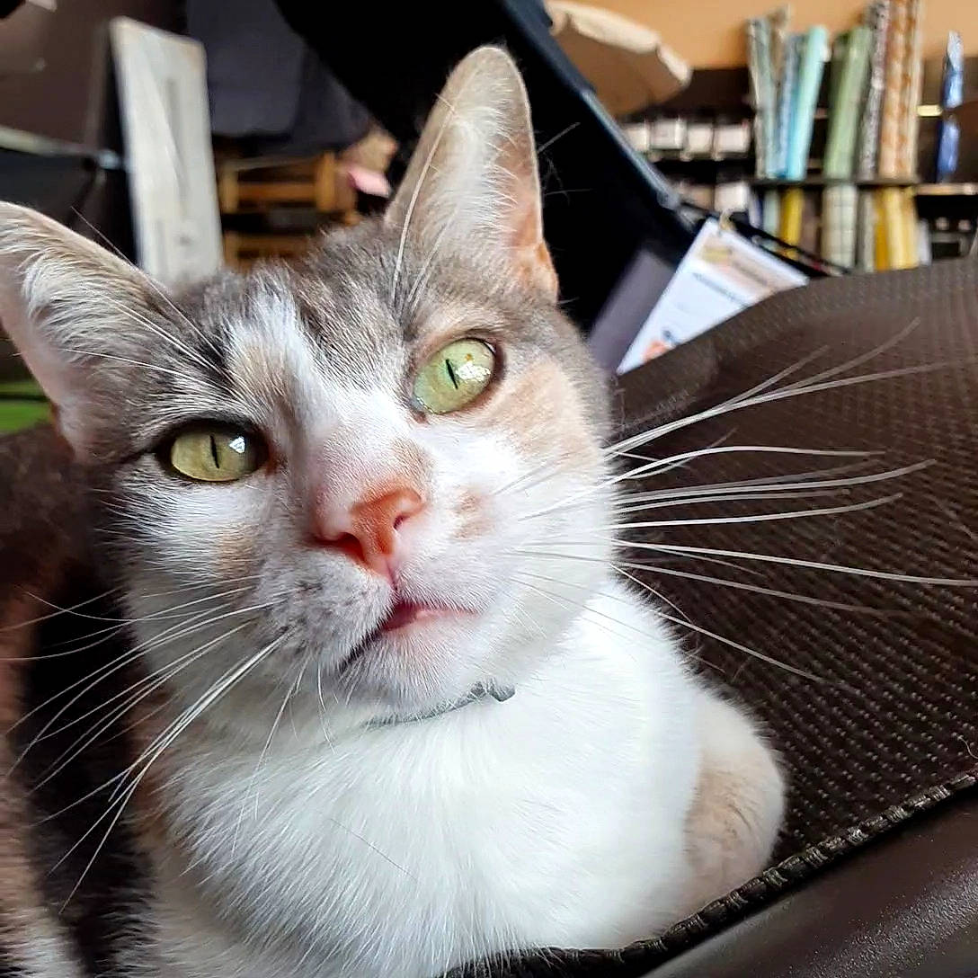 Féline participe au concours pour gagner de l'argent avec cette photo : carnivore, cat, domestic_short_haired_cat, eye, felidae, fork, fur, kitchen_utensil, paw, plate, small_to_medium_sized_cats, snout, tableware, whiskers, window