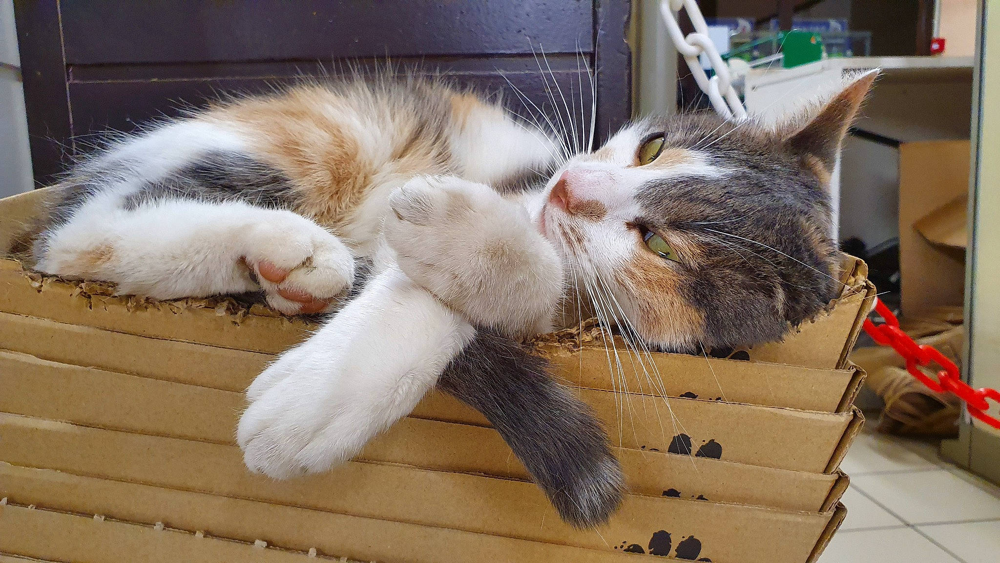 Féline participe au concours pour gagner de l'argent avec cette photo : box, cardboard, carnivore, cat, claw, comfort, domestic_short_haired_cat, fawn, felidae, fur, nap, paw, sleep, small_to_medium_sized_cats, snout, tail, whiskers, wood