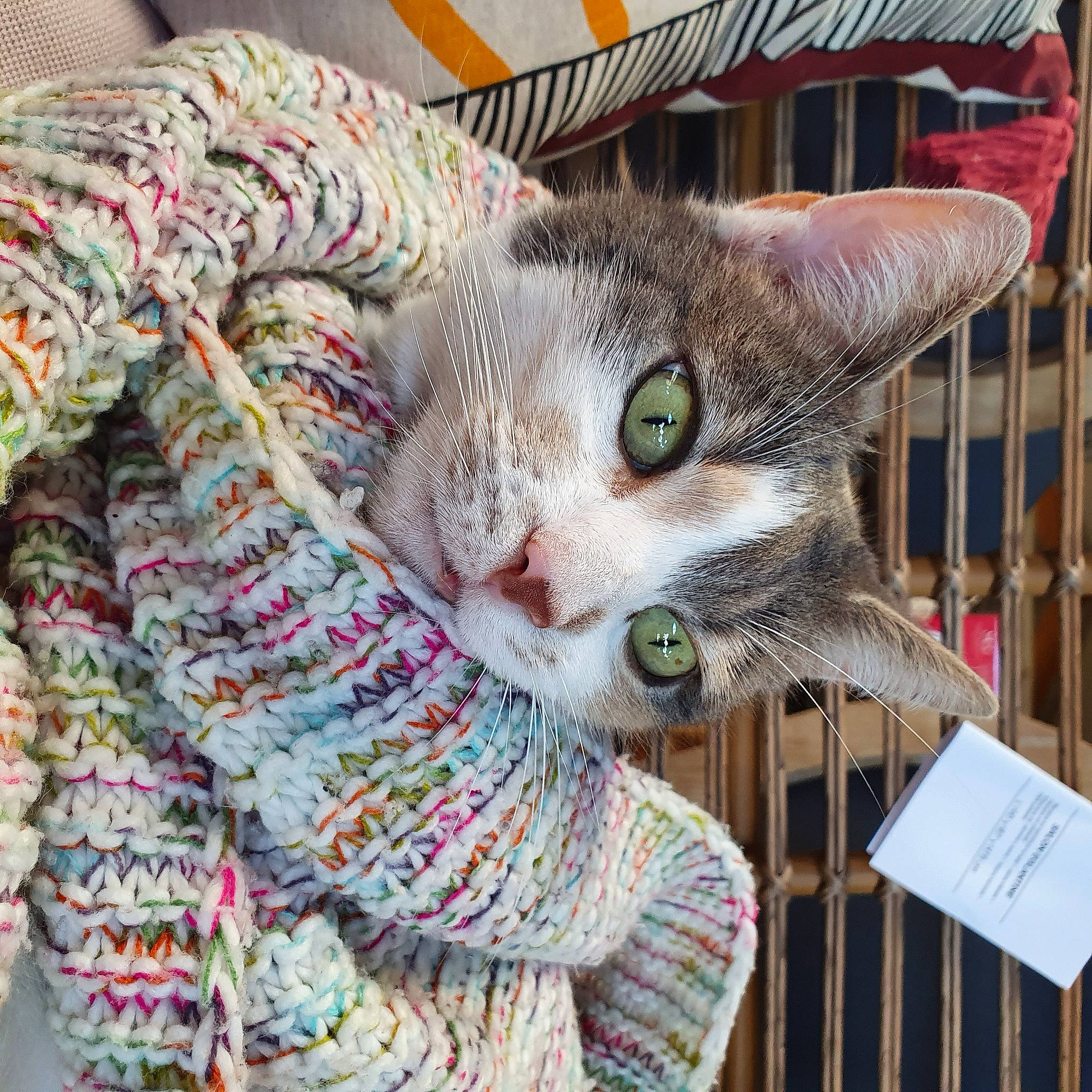 Féline participe au concours pour gagner de l'argent avec cette photo : basket, carnivore, cat, collar, craft, creative_arts, domestic_short_haired_cat, fashion_accessory, fawn, felidae, fur, linens, mammal, pattern, small_to_medium_sized_cats, textile, thread, whiskers, wool, woolen