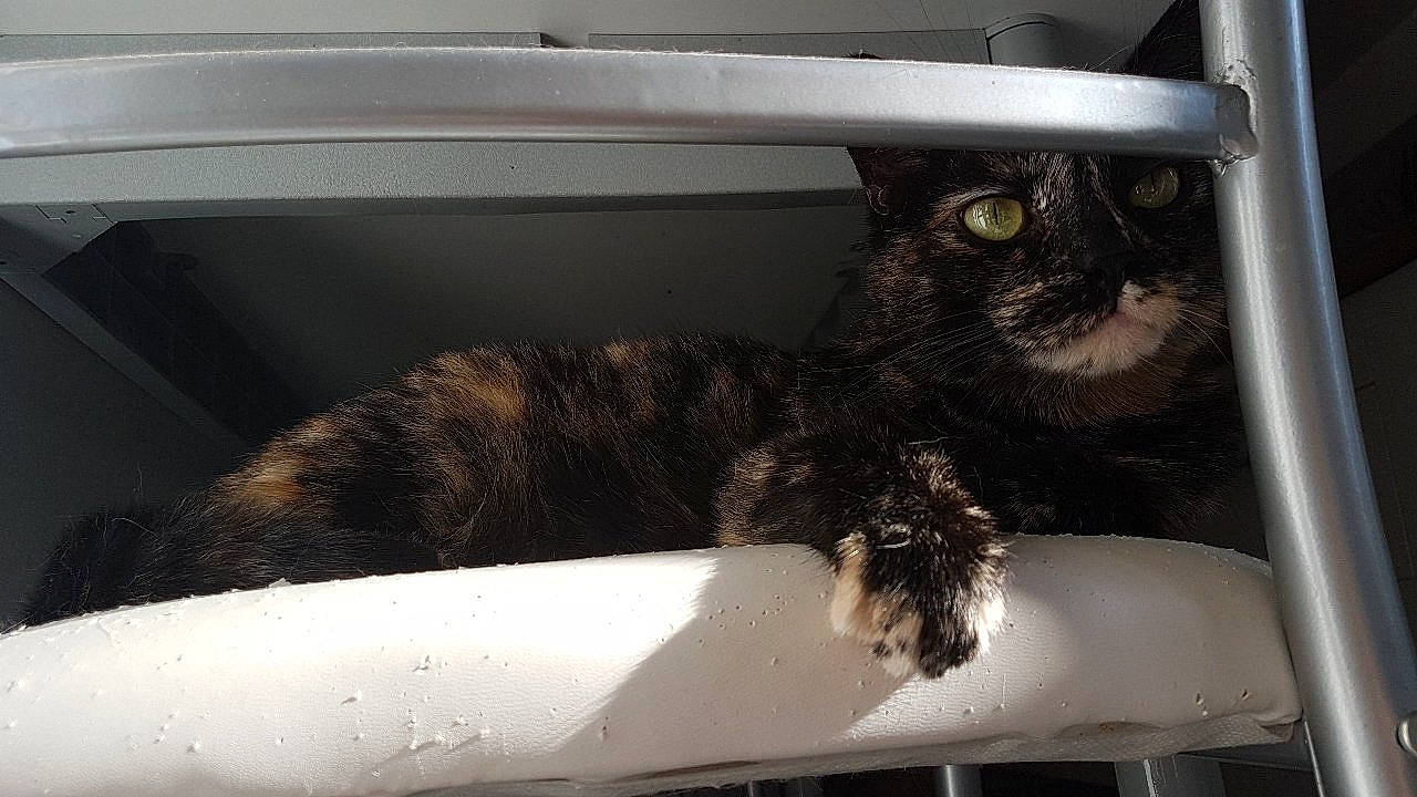 Lylloo participe au concours pour gagner de l'argent avec cette photo : auto_part, automotive_design, automotive_exterior, carnivore, cat, chair, comfort, couch, domestic_short_haired_cat, felidae, fur, motor_vehicle, small_to_medium_sized_cats, snout, tail, vehicle, vehicle_door, whiskers, window, windshield