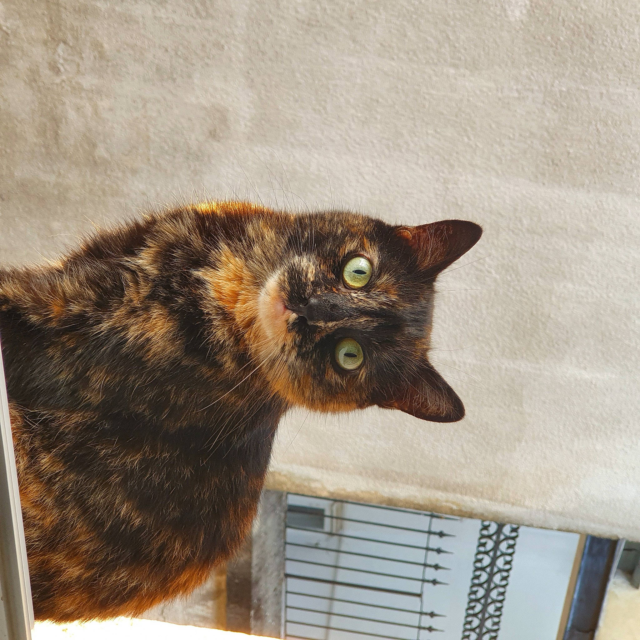 Lylloo a rejoint le concours — aidez-le/la à gagner de superbes lots ! animal_shelter, art, cardboard, carnivore, cat, claw, domestic_short_haired_cat, fawn, felidae, fur, paw, pet_supply, rectangle, small_to_medium_sized_cats, snout, tail, terrestrial_animal, visual_arts, whiskers, window