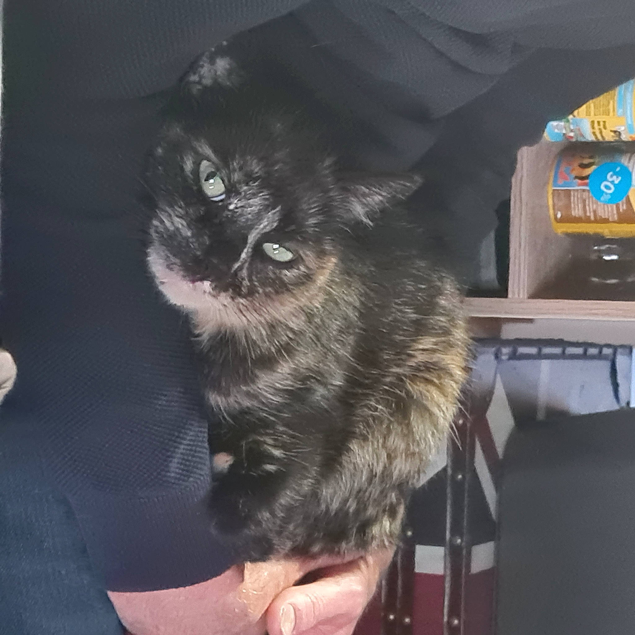 Lylloo a rejoint le concours — aidez-le/la à gagner de superbes lots ! black_cat, carnivore, cat, claw, comfort, companion_dog, dog_breed, domestic_short_haired_cat, electric_blue, felidae, fur, nap, non_sporting_group, paw, sitting, small_to_medium_sized_cats, sporting_group, tail, whiskers