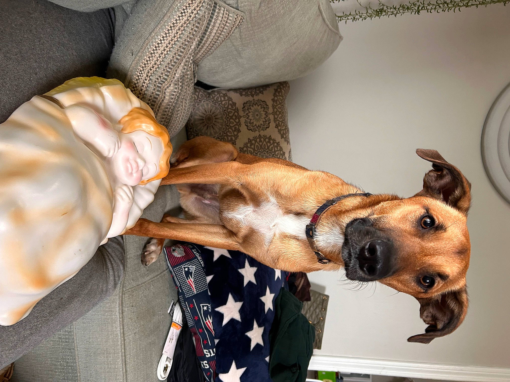 Chase is registered to the contest to win money with this photo: canidae, carnivore, collar, comfort, companion_dog, dog, dog_breed, dog_collar, dog_supply, ear, fawn, fur, linens, pet_supply, snout, sporting_group, whiskers, working_animal