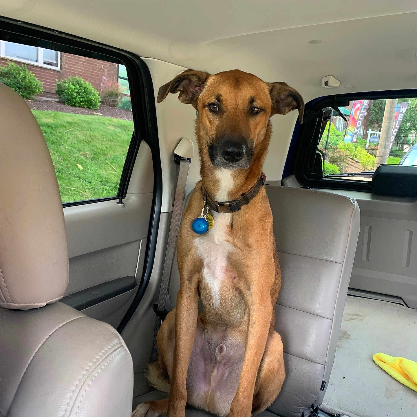 Chase joined the competition — help win amazing prizes! accessories, animal, bag, canine, car, car_interior, carseat, chair, cushion, dog, furniture, handbag, headrest, homedecor, hound, pet, pointer, puppy, transportation, vehicle