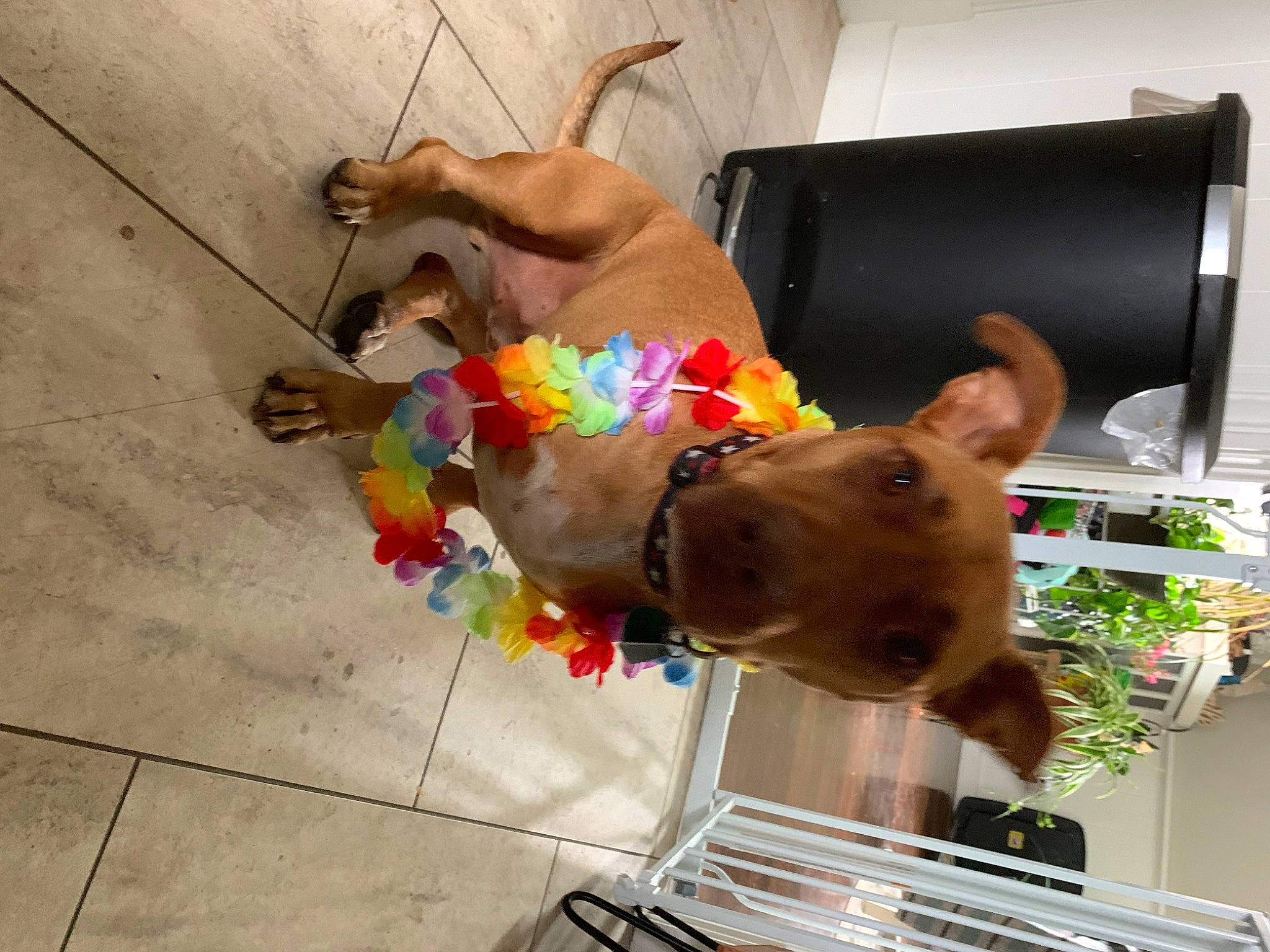 Clyde joined the competition — help win amazing prizes! canidae, carnivore, collar, companion_dog, dog, dog_breed, dog_collar, dog_supply, fashion_accessory, fawn, flooring, fun, leash, liver, non_sporting_group, pet_supply, snout, sporting_group, tail, working_animal