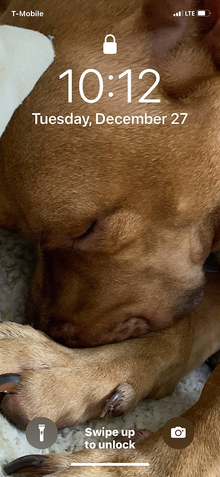 Clyde is registered to the contest to win money with this photo: canidae, carnivore, clock, companion_dog, dog, dog_breed, ear, fawn, font, gesture, jaw, liver, livestock, snout, sporting_group, terrestrial_animal, whiskers, wildlife, working_animal, wrinkle