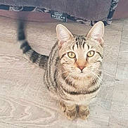 Obywan a rejoint le concours — aidez-le/la à gagner de superbes lots ! animal, cat, closeup, curious, cute, domestic_cat, ears, feline, floor, fur, indoor, looking_up, pet, sitting, striped, tabby, tail, whiskers, wooden_floor, yellow_eyes