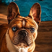 Jake joined the competition — help win amazing prizes! dog, french_bulldog, heterochromia, blue_eye, brown_eye, pet, indoor, floor, blanket, toy, wooden_floor, ears, face, closeup, fur, animal, looking, curious, cute, companion
