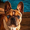 dog, french_bulldog, heterochromia, blue_eye, brown_eye, pet, indoor, floor, blanket, toy, wooden_floor, ears, face, closeup, fur, animal, looking, curious, cute, companion