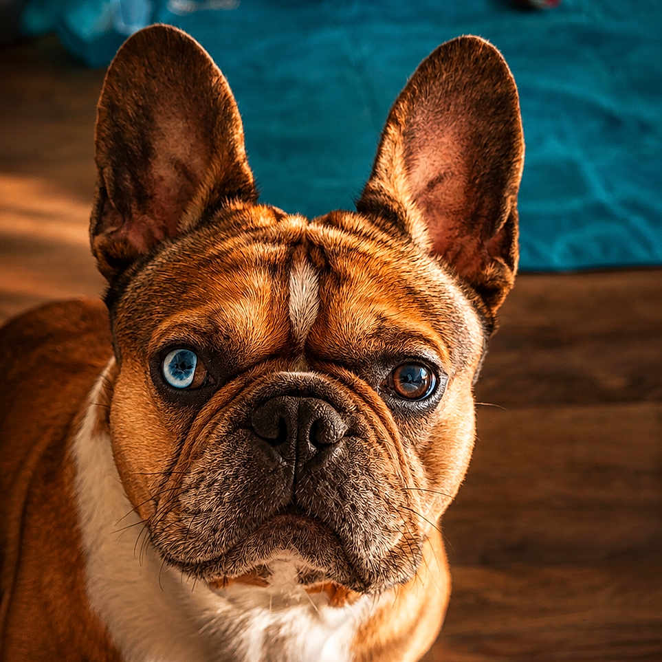 Jake