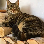 Callie participe au concours pour gagner de l'argent avec cette photo : cat, tabby, pet, animal, feline, fur, whiskers, green_eyes, logs, woodpile, stacked_wood, indoor, relaxed, resting, tail, striped, closeup, cozy, house, curious