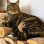 cat, tabby, pet, animal, feline, fur, whiskers, green_eyes, logs, woodpile, stacked_wood, indoor, relaxed, resting, tail, striped, closeup, cozy, house, curious