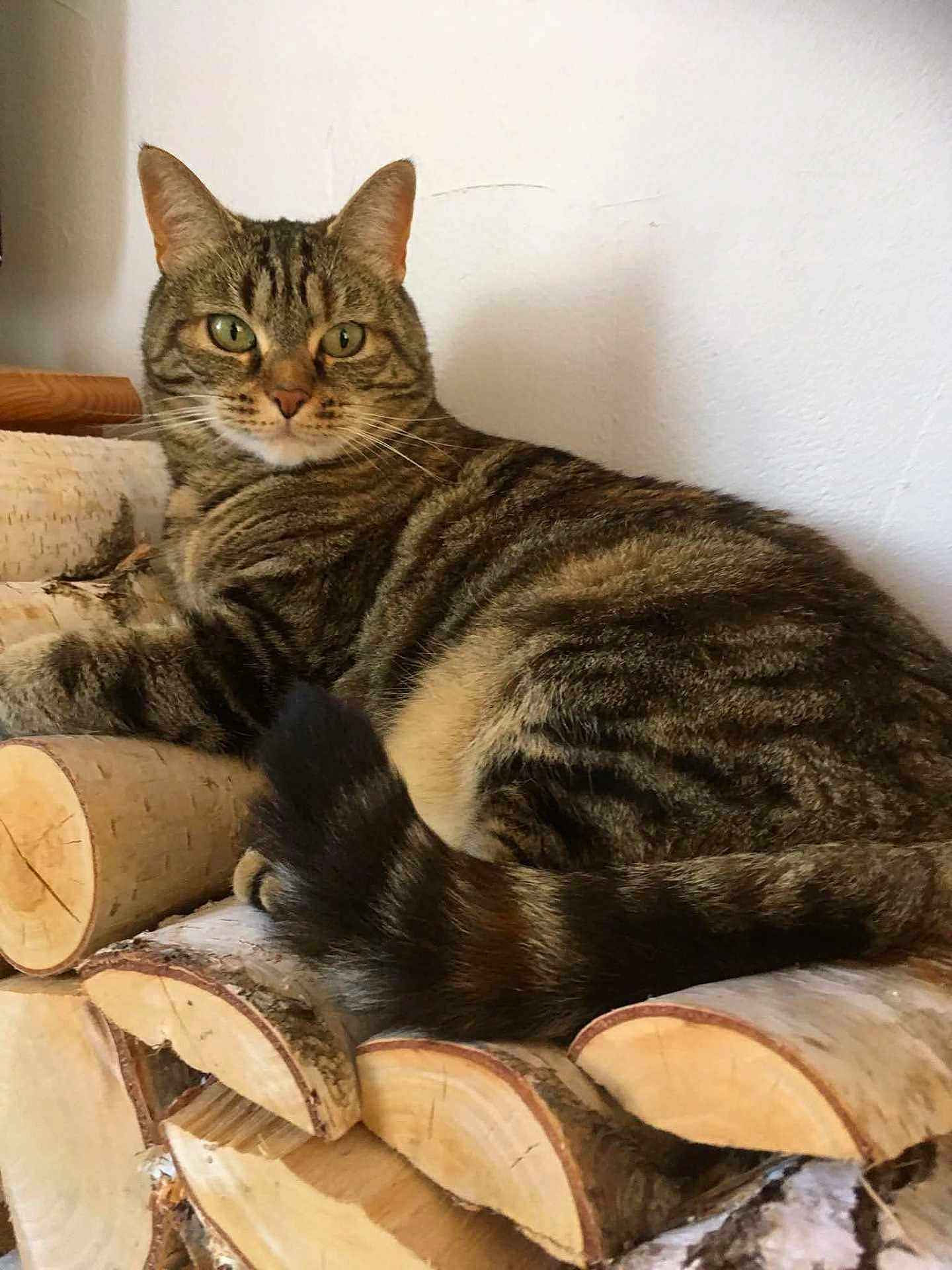 Callie participe au concours pour gagner de l'argent avec cette photo : cat, tabby, pet, animal, feline, fur, whiskers, green_eyes, logs, woodpile, stacked_wood, indoor, relaxed, resting, tail, striped, closeup, cozy, house, curious