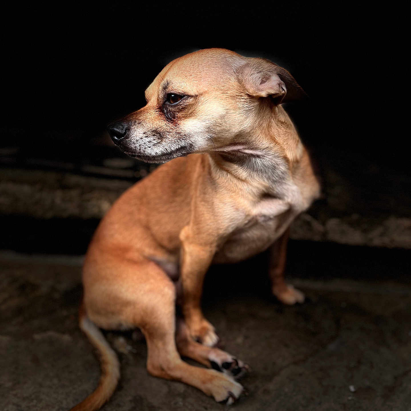 Leo is registered to the contest to win money with this photo: animal, brown, canine, dog, domestic_animal, ears, floor, fur, indoor, looking_away, pet, portrait, quiet, shadow, side_view, sitting, soft_light, stone, tail, tan