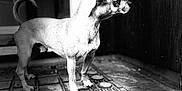 Leo is registered to the contest to win money with this photo: dog, small_dog, chihuahua, black_and_white, doormat, standing, side_view, ears_up, alert, pet, animal, outdoor, texture, shadow, contrast, fur, looking_away, step, doorway, quiet