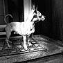 dog, small_dog, chihuahua, black_and_white, doormat, standing, side_view, ears_up, alert, pet, animal, outdoor, texture, shadow, contrast, fur, looking_away, step, doorway, quiet