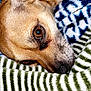 dog, close_up, brown_eyes, sleepy, blanket, striped_blanket, cozy, fur, pet, animal, resting, comfort, warm_lighting, snuggle, cute, domestic_animal, portrait, indoor, relaxation, soft_texture