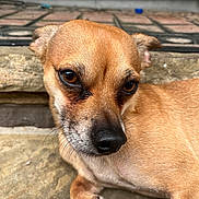 Leo is registered to the contest to win money with this photo: dog, small_dog, tan_fur, close_up, pet, outdoor, stone_surface, brown_eyes, fur_texture, doormat, brick_background, animal, canine, laying_down, snout, ears, paw, nose, portrait, domestic_animal