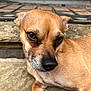 dog, small_dog, tan_fur, close_up, pet, outdoor, stone_surface, brown_eyes, fur_texture, doormat, brick_background, animal, canine, laying_down, snout, ears, paw, nose, portrait, domestic_animal