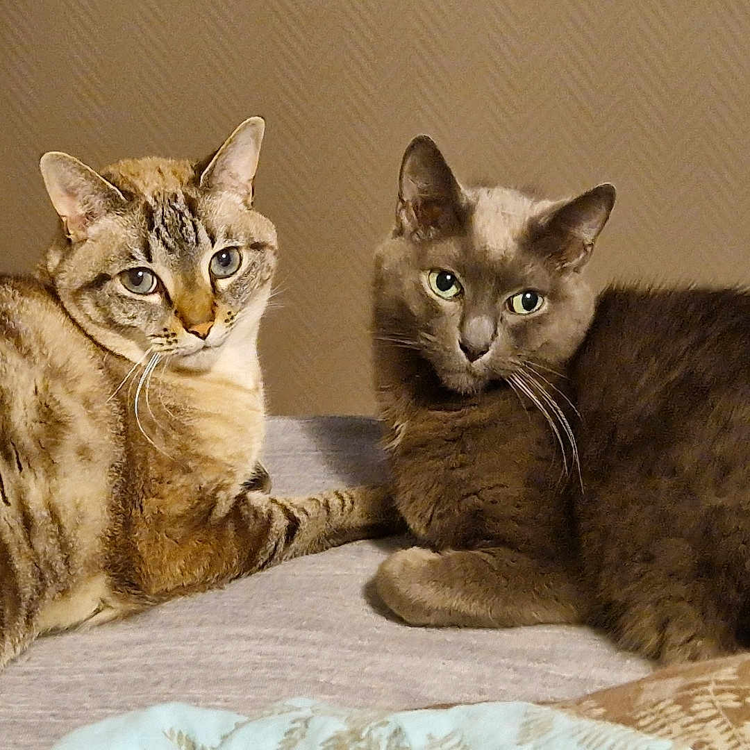 Djoko Et Jackson a rejoint le concours — aidez-le/la à gagner de superbes lots ! abyssinian, animal, architecture, bear, bed, bedroom, blanket, cat, chair, couch, cushion, egyptiancat, furniture, homedecor, indoors, kitten, manx, pet, room, siamese