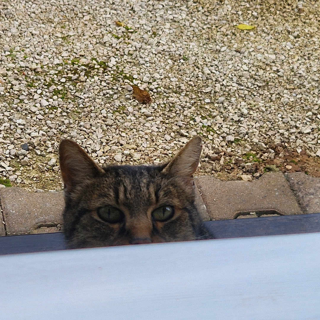 Bouboule participe au concours pour gagner de l'argent avec cette photo : abyssinian, animal, architecture, building, cat, gravel, house, housing, kitten, manx, path, pebble, pet, road, rock, roof, rubble, slate, walkway, wall