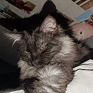 Black Pearl participe au concours pour gagner de l'argent avec cette photo : cat, ceiling_photos, close_up, cozy, cushion, feline, flash, fur, indoor, long_haired, paw, pet, plush_toy, portrait, sleepy, sofa, stretching, wall_photos, whiskers, yellow_eyes