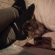 Black Pearl participe au concours pour gagner de l'argent avec cette photo : cat, pet, sleeping_cat, socks, black_socks, legs, blanket, pillow, bed, cozy, fur, indoor, resting, human_leg, textile, dim_light, night, close_up, floor, comfort