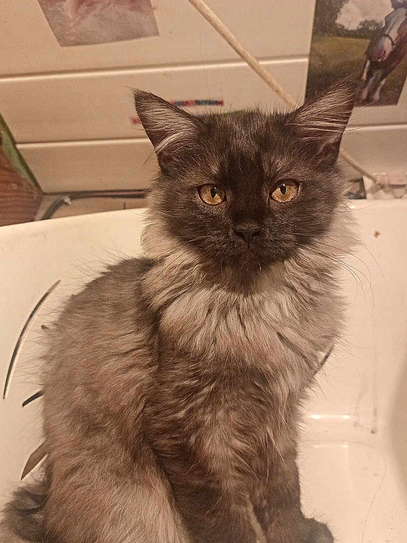 Black Pearl a rejoint le concours — aidez-le/la à gagner de superbes lots ! cat, feline, pet, long_hair, fluffy, whiskers, ears, golden_eyes, portrait, sitting, indoor, chair, plastic_chair, muzzle, fur, close_up, gaze, cute, domestic_animal, calm