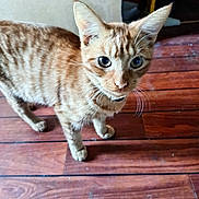 Caramel a rejoint le concours — aidez-le/la à gagner de superbes lots ! abyssinian, accessories, animal, cat, handrail, hardwood, indoors, interiordesign, kitten, manx, pet, plywood, siamese, stainedwood, strap, wood