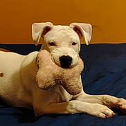 Tay joined the competition — help win amazing prizes! animal, bed, bedding, blue_bedding, bone_shaped_toy, cute, dog, ears, fur, indoor, lying_down, mammal, nose, paws, pet, playful, resting, spot, toy, white_dog