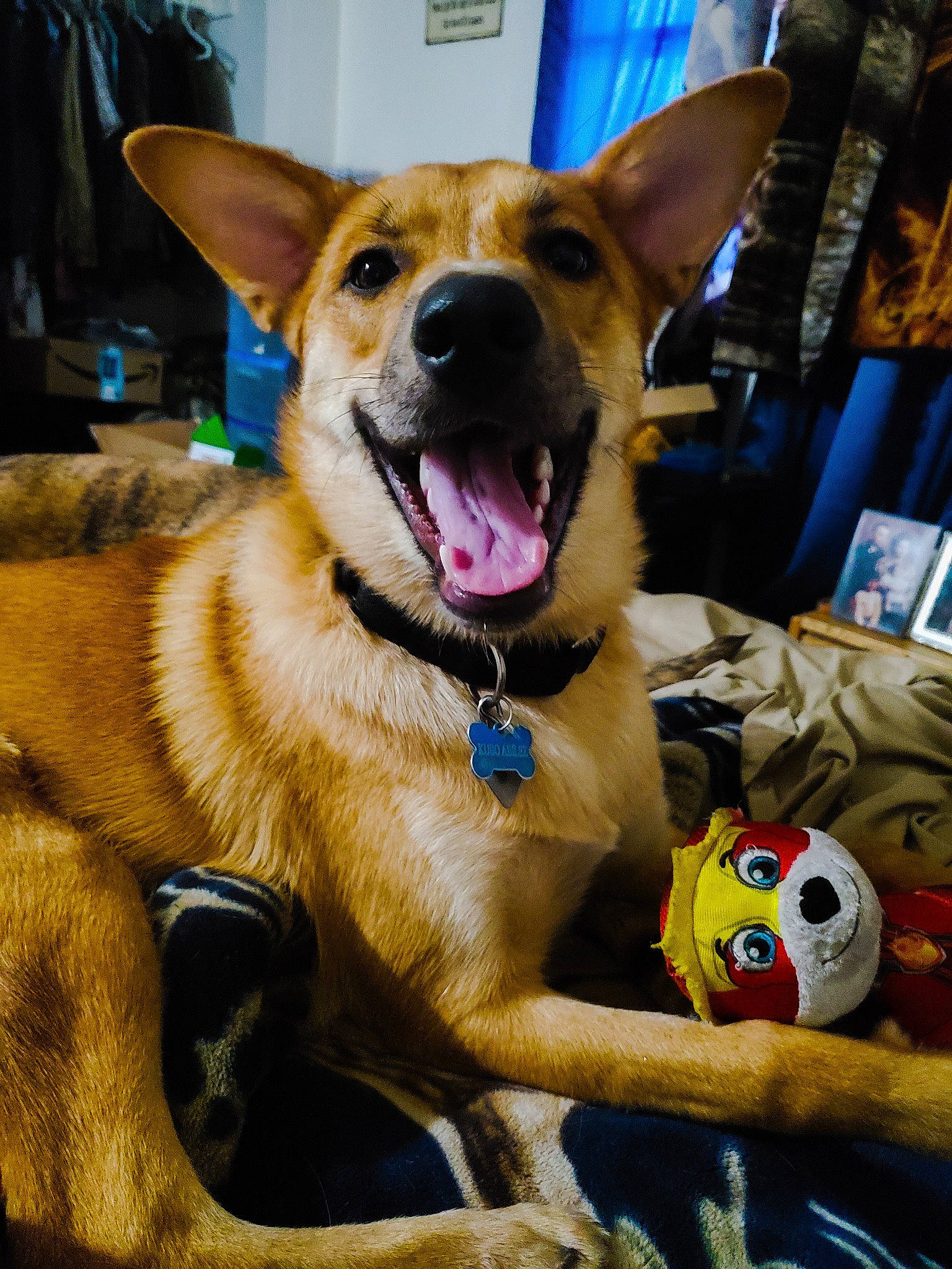 Kubo joined the competition — help win amazing prizes! baby_toys, canidae, carnivore, collar, dog, dog_breed, dog_collar, dog_supply, fawn, fur, jaw, pet_supply, plush, snout, sporting_group, stuffed_toy, tongue, toy, vertebrate, whiskers