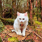 Bijou joined the competition — help win amazing prizes! white_cat, cat, forest, nature, moss, tree, outdoor, animal, wildlife, pet, fur, rock, woodland, curious, mystical, flora, greenery, branches, tree_trunk, leaves