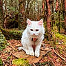 white_cat, cat, forest, nature, moss, tree, outdoor, animal, wildlife, pet, fur, rock, woodland, curious, mystical, flora, greenery, branches, tree_trunk, leaves