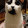 cat, black_and_white, whiskers, close_up, indoor, pet, curious, feline, face, ears, eyes, fur, animal, domestic, portrait, sitting, household, blanket, furniture, cozy