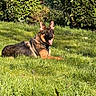 Freyenden a rejoint le concours — aidez-le/la à gagner de superbes lots ! dog, german_shepherd, grass, lawn, outdoor, sunlight, greenery, bushes, pet, canine, happy, tongue_out, nature, fence, summer, animal, mammal, relaxing, daytime, fur