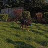 Freyenden a rejoint le concours — aidez-le/la à gagner de superbes lots ! dog, german_shepherd, grass, toy, outdoor, play, pet, greenery, bushes, trees, sunlight, shadow, yard, nature, canine, running, animal, daylight, fun, garden