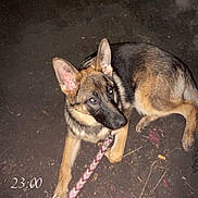 Freyenden participe au concours pour gagner de l'argent avec cette photo : dog, german_shepherd, puppy, leash, shoe, night, dark, ground, animal, pet, looking_up, ears_up, outdoor, walking, canine, young_dog, black_and_tan, curious, flash_photo, timestamp