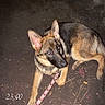 animal, black_and_tan, canine, curious, dark, dog, ears_up, flash_photo, german_shepherd, ground, leash, looking_up, night, outdoor, pet, puppy, shoe, timestamp, walking, young_dog