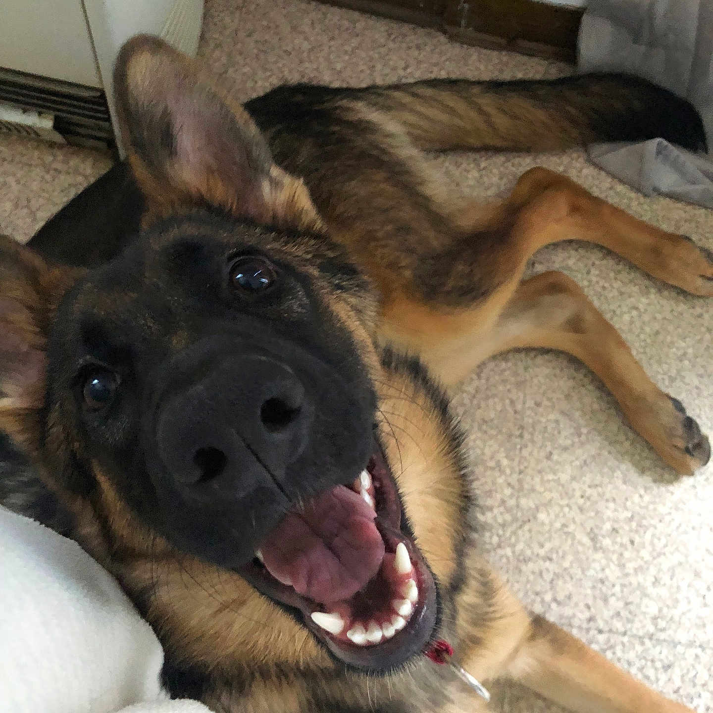 Freiden participe au concours pour gagner de l'argent avec cette photo : animal, canine, carpet, closeup, collar, dog, ears, floor, friendly, fur, german_shepherd, happy, indoor, lying_down, mouth, pet, playful, smiling, teeth, tongue