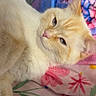 animal, bed, blanket, blue_eyes, cat, close_up, colorful, cream_fur, floral, fluffy, indoors, kitten, lying_down, orange_tabby, pet, pink_nose, portrait, relaxed, sleepy, whiskers