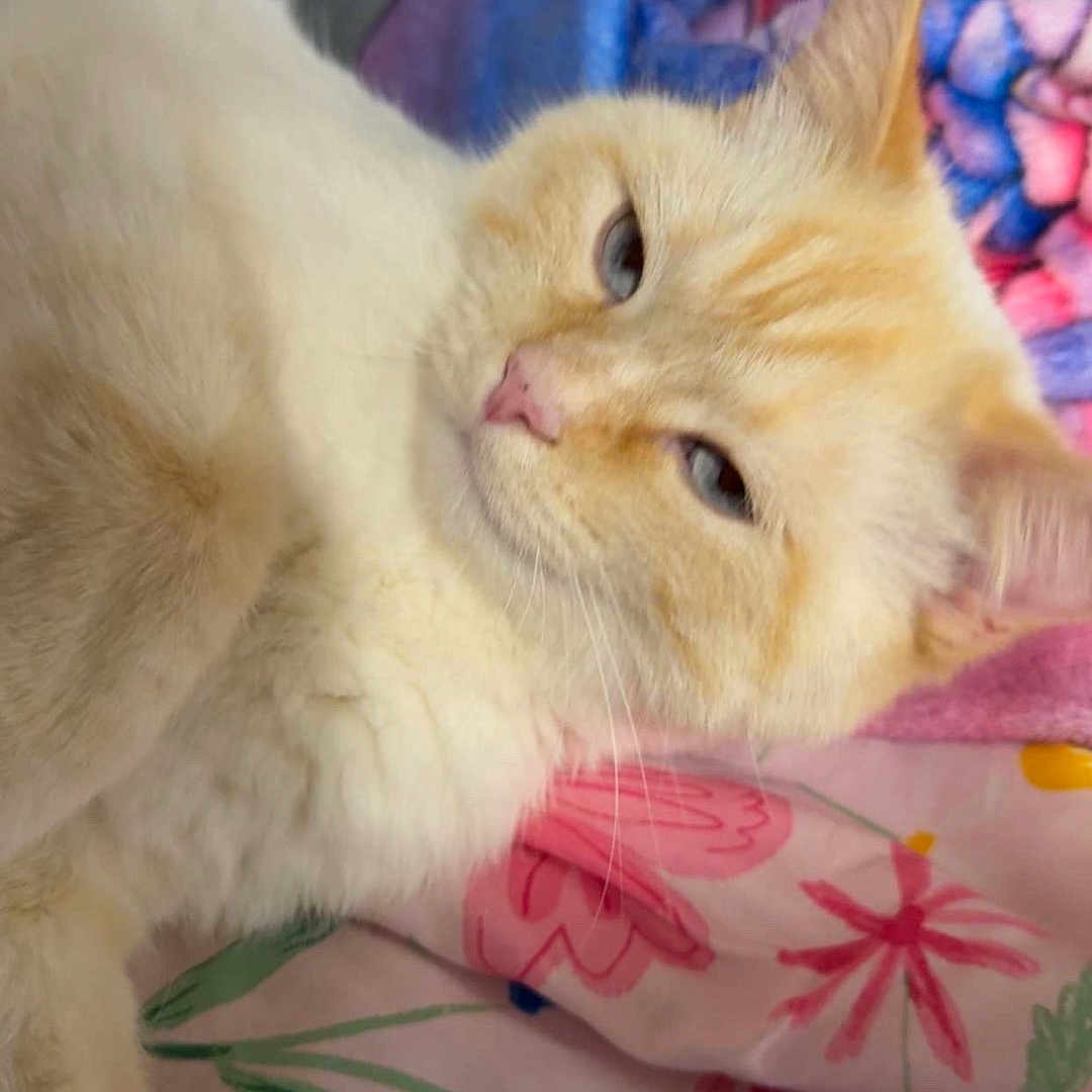 Cottonwood joined the competition — help win amazing prizes! animal, bed, blanket, blue_eyes, cat, close_up, colorful, cream_fur, floral, fluffy, indoors, kitten, lying_down, orange_tabby, pet, pink_nose, portrait, relaxed, sleepy, whiskers