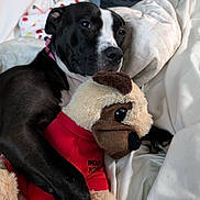 Diamond is registered to the contest to win money with this photo: dog, plush_toy, blanket, bed, couch, black_and_white, snuggling, relaxed, pet, stuffed_animal, comfort, indoor, cozy, animal, fur, toy, lying_down, resting, cute, domestic_animal