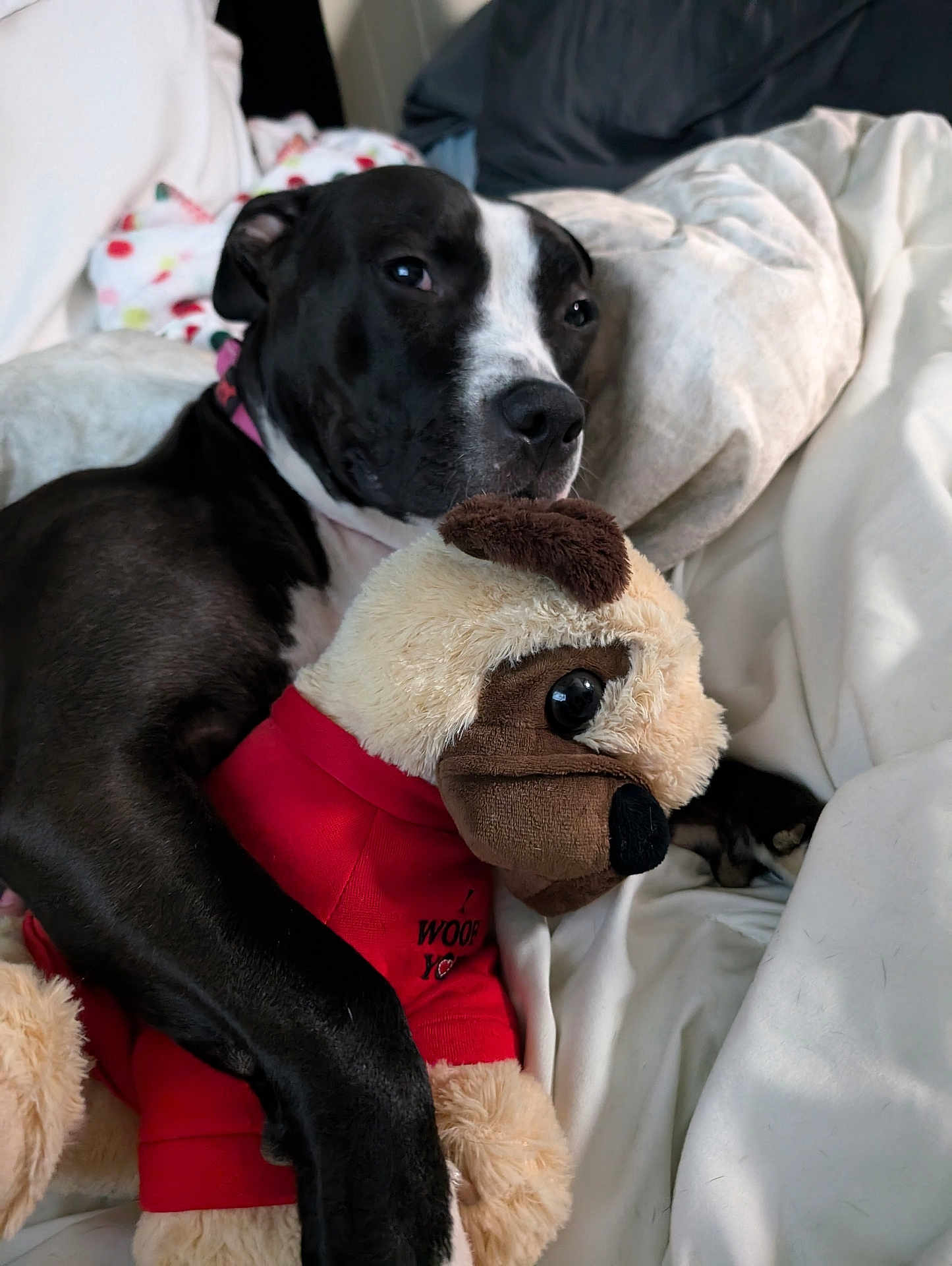 Diamond is registered to the contest to win money with this photo: dog, plush_toy, blanket, bed, couch, black_and_white, snuggling, relaxed, pet, stuffed_animal, comfort, indoor, cozy, animal, fur, toy, lying_down, resting, cute, domestic_animal