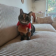 Lily joined the competition — help win amazing prizes! cat, pet, indoor, couch, texture, cozy, living_room, pillows, window, sunlight, decor, woven_art, furniture, cute_outfit, animal, striped, curious, sitting, soft_lighting, home
