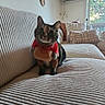 cat, pet, indoor, couch, texture, cozy, living_room, pillows, window, sunlight, decor, woven_art, furniture, cute_outfit, animal, striped, curious, sitting, soft_lighting, home