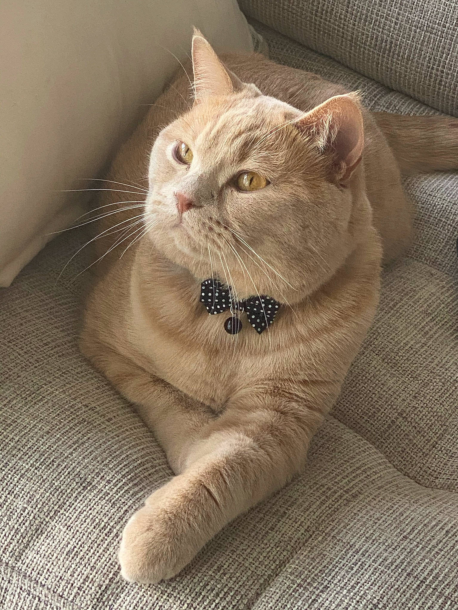 Toffee participe au concours pour gagner de l'argent avec cette photo : carnivore, cat, cat_supply, claw, comfort, couch, domestic_short_haired_cat, fawn, felidae, fur, paw, photo_caption, small_to_medium_sized_cats, snout, tail, terrestrial_animal, whiskers