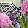 Loulou a rejoint le concours — aidez-le/la à gagner de superbes lots ! cat, grey_cat, chair, outdoor, flowers, pink_flowers, plant, green_leaves, pet, animal, relaxed, lounge, feline, collar, closeup, garden, nature, background, focus, blur
