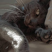 Loulou participe au concours pour gagner de l'argent avec cette photo : animal, blanket, cat, closeup, cozy, cute, domestic_cat, feline, fur, gray_cat, indoor, napping, paw, pet, relaxed, resting, sleeping, soft, sunlight, whiskers