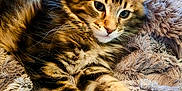 Dalini joined the competition — help win amazing prizes! abyssinian, angora, animal, blanket, cat, clothing, couch, face, fur, furniture, head, kitten, manx, ocelot, person, pet, photography, portrait, quilt, sleeping