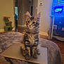 Dalini is registered to the contest to win money with this photo: animal, architecture, bed, building, cat, computerhardware, electronics, furniture, hardware, hardwood, indoors, kitten, livingroom, monitor, pet, plywood, room, screen, tv, wood